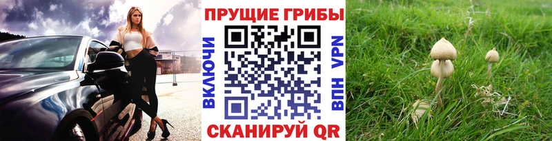 Купить закладки  Мураши  Псилоцибиновые грибы Magic Shrooms 